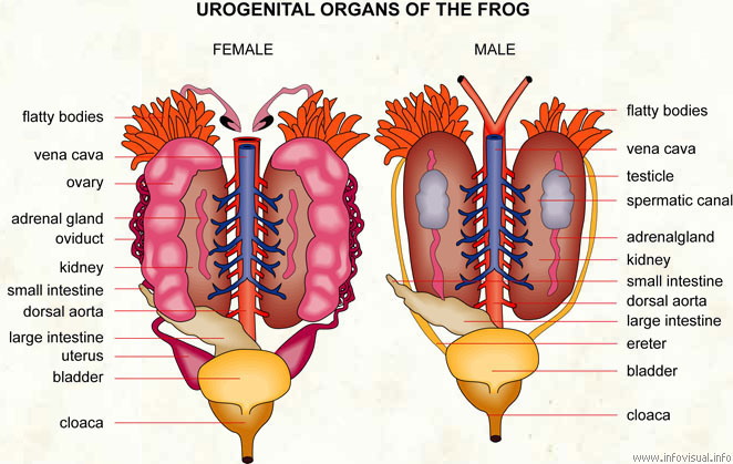 Urogenital organs of the frog  (Visual Dictionary)